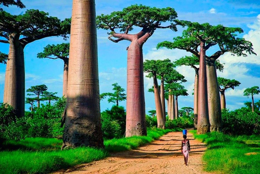 места на Земле Аллея баобабов Мадагаскар Madagascar