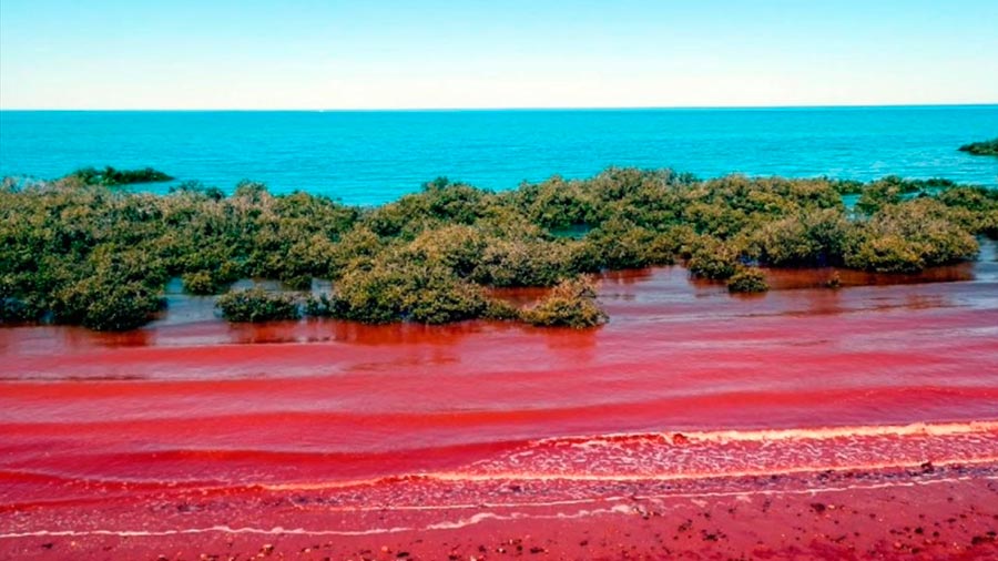 Чудеса природы wonders of nature Красный прилив