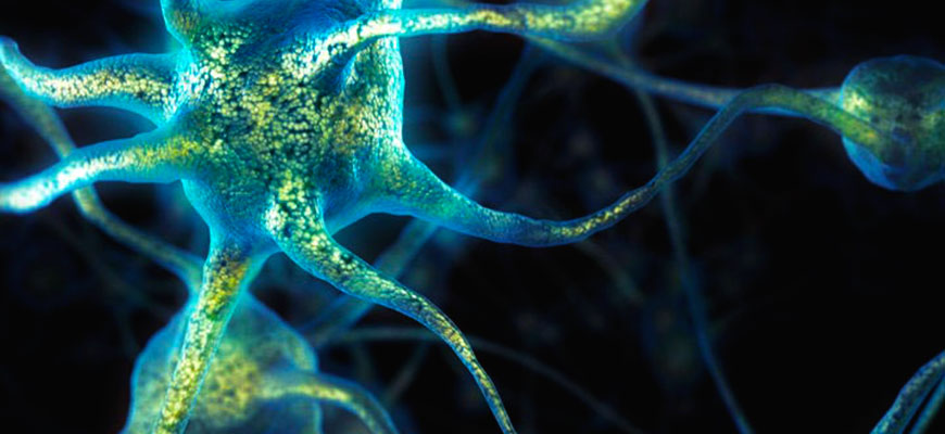 центральная нервная система возникала в процессе эволюции несколько раз