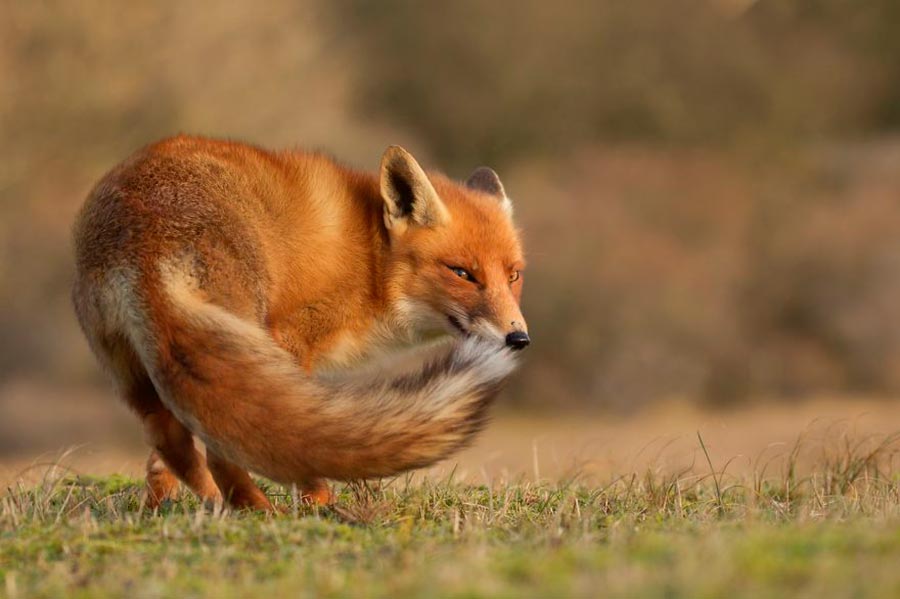 Лисицы Нидерланды Foxes Netherlands