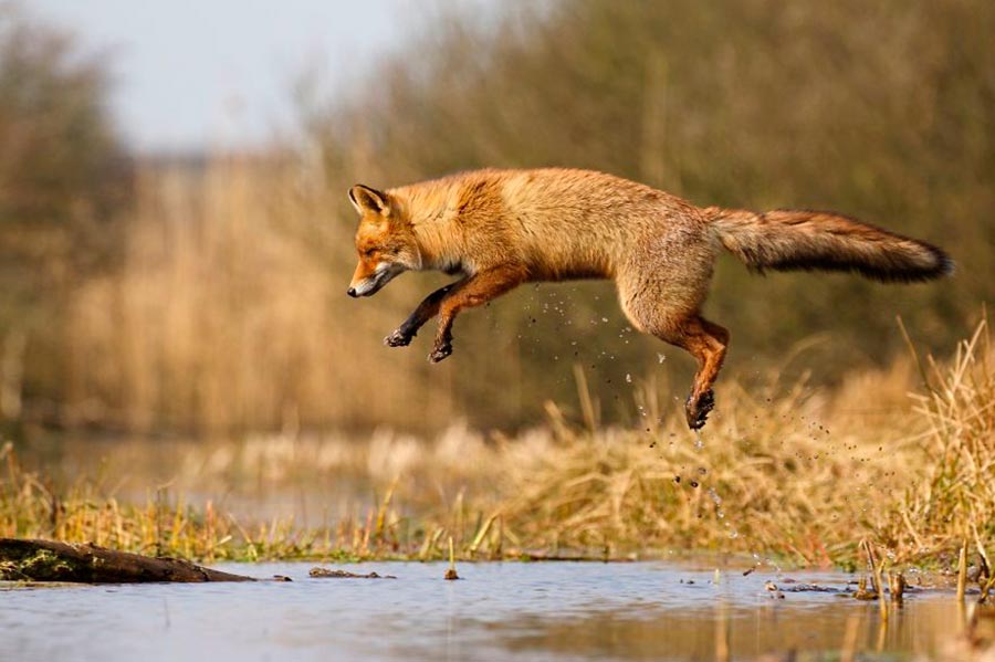 Лисицы Нидерланды Foxes Netherlands