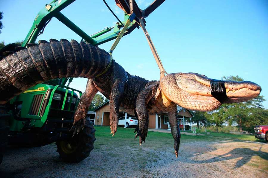 огромный аллигатор США huge alligator USA