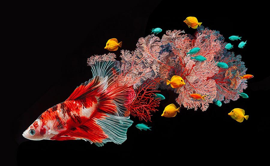 Лиза Эриксон Lisa Ericson Гиперреалистичные картины с рыбками