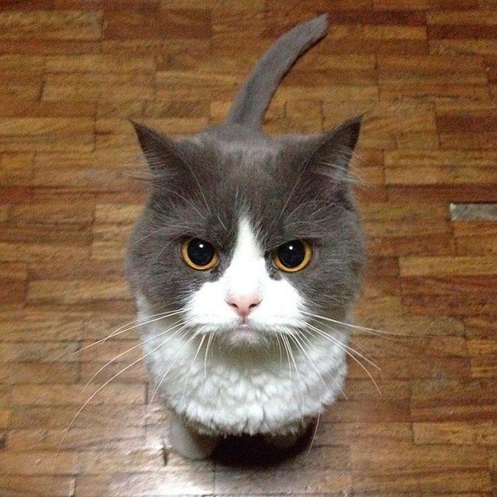 злой кот angry cat