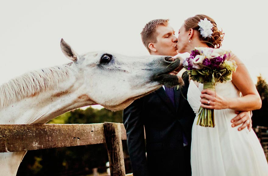 Животные, которые были звездой свадьбы