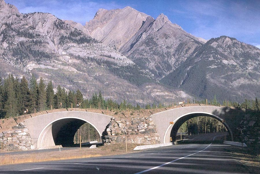 Экодуки: мосты Канада