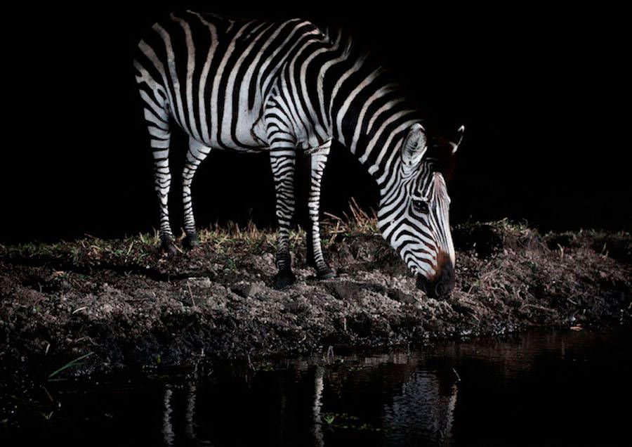 Уилл Барред-Лукас: природа ночной Замбии Will Burred-Lucs nature night Zambia