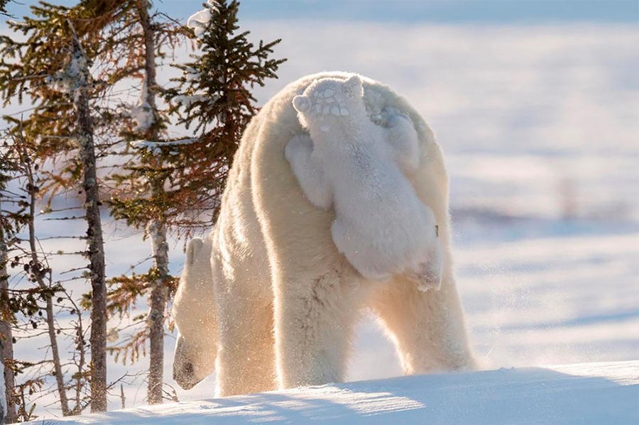 Comedy Wildlife Photography Awards 2017 Белая медведица с детёнышем Национальный парк Вапуск Канада Дейзи Гилардини