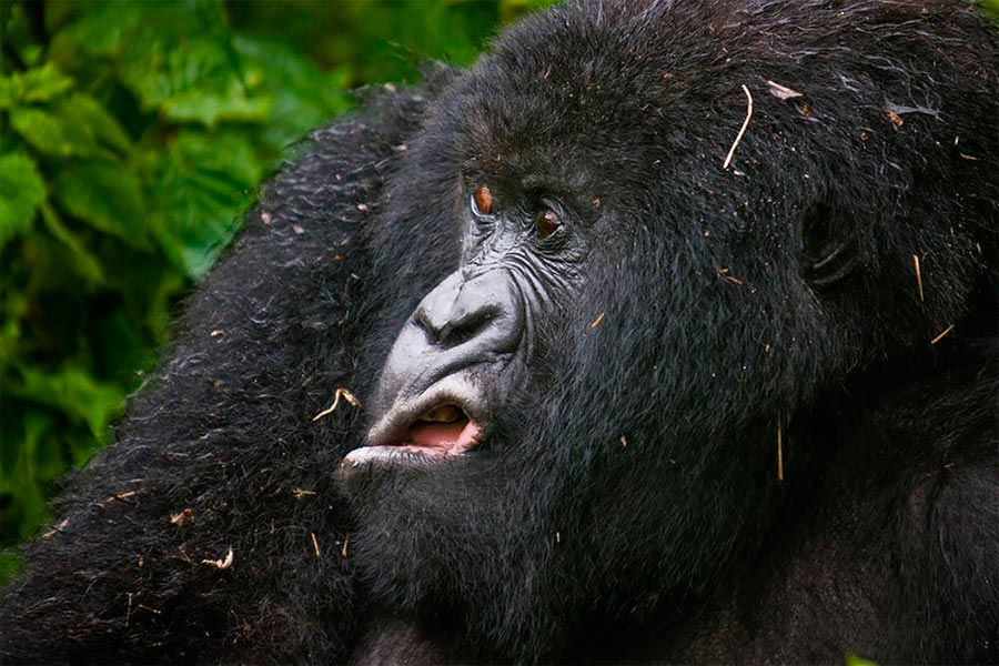 Comedy Wildlife Photography Awards 2017 горная горилла Национальный парк Вирунга Руанда Йозеф Фридхубер