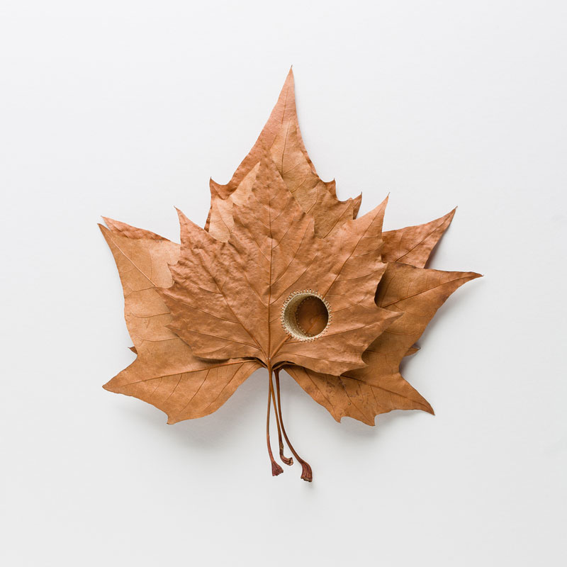 Сюзанна Бауэр Susanna Bauer деликатные скульптуры из сухих листьев