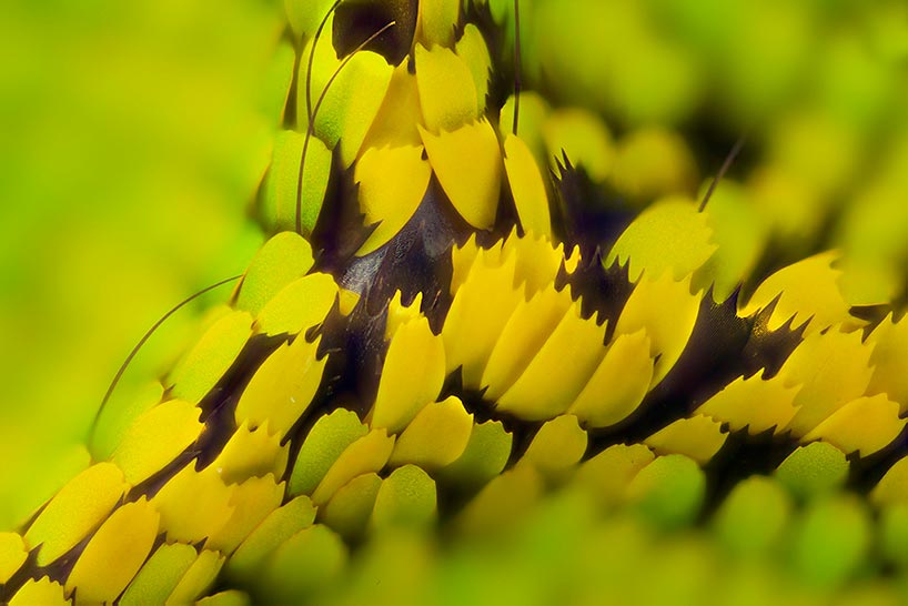 Линден Гледхилл Linden Gledhill фотографии крыльев бабочек под микроскопом photos of butterfly wings under microscope Птицекрыл