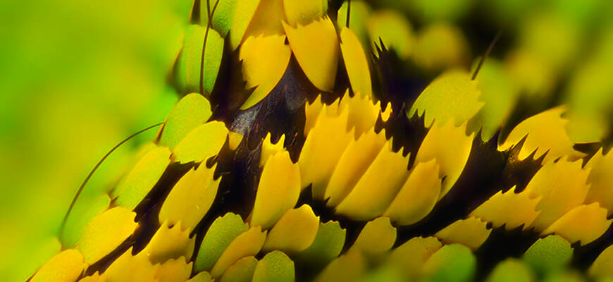 Линден Гледхилл Linden Gledhill фотографии крыльев бабочек под микроскопом photos of butterfly wings under microscope Птицекрыл