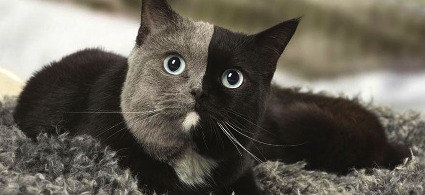 Котенок с двумя лицами