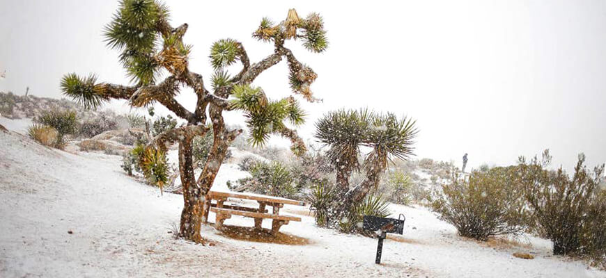 снег в национальном парке Joshua Tree