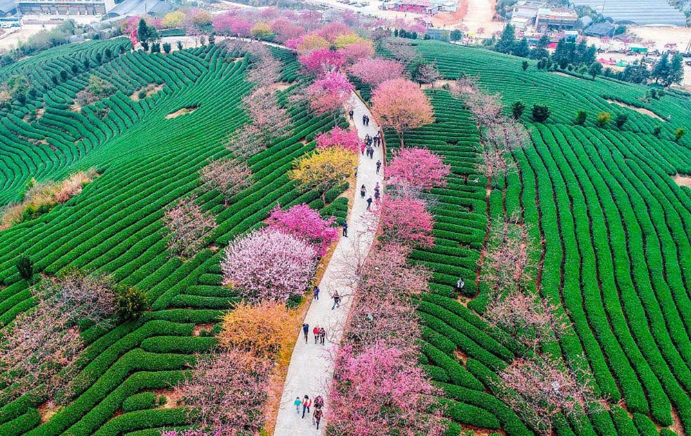 Китай цветение вишни