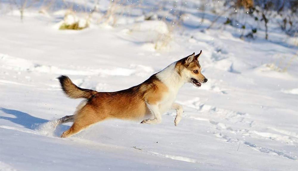 редкие породы собак Норвежский лундехунд
