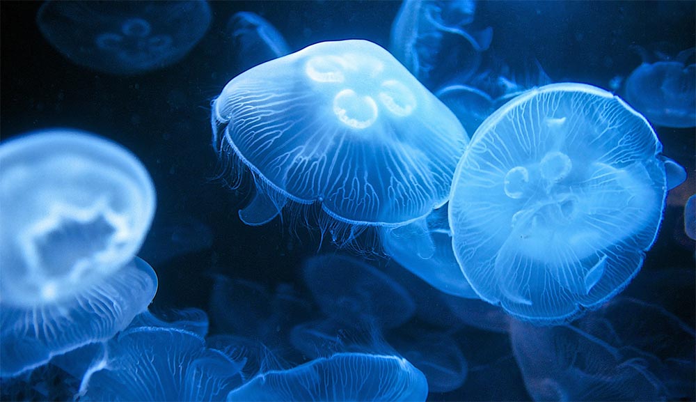 Отдых в Египте 10 лайфхаков ожоги медузы