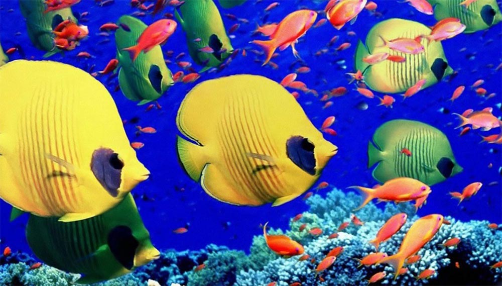 Отдых в Египте 10 лайфхаков ядовитые рыбы Красное море