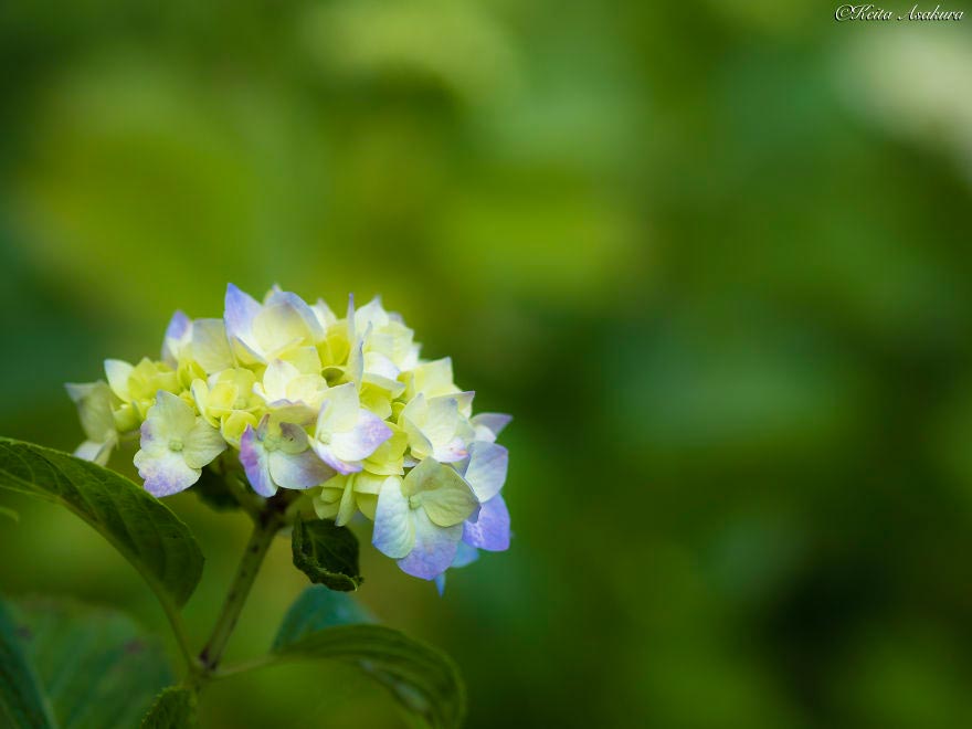 Keita Asakura Фотографии мирного мира цветов