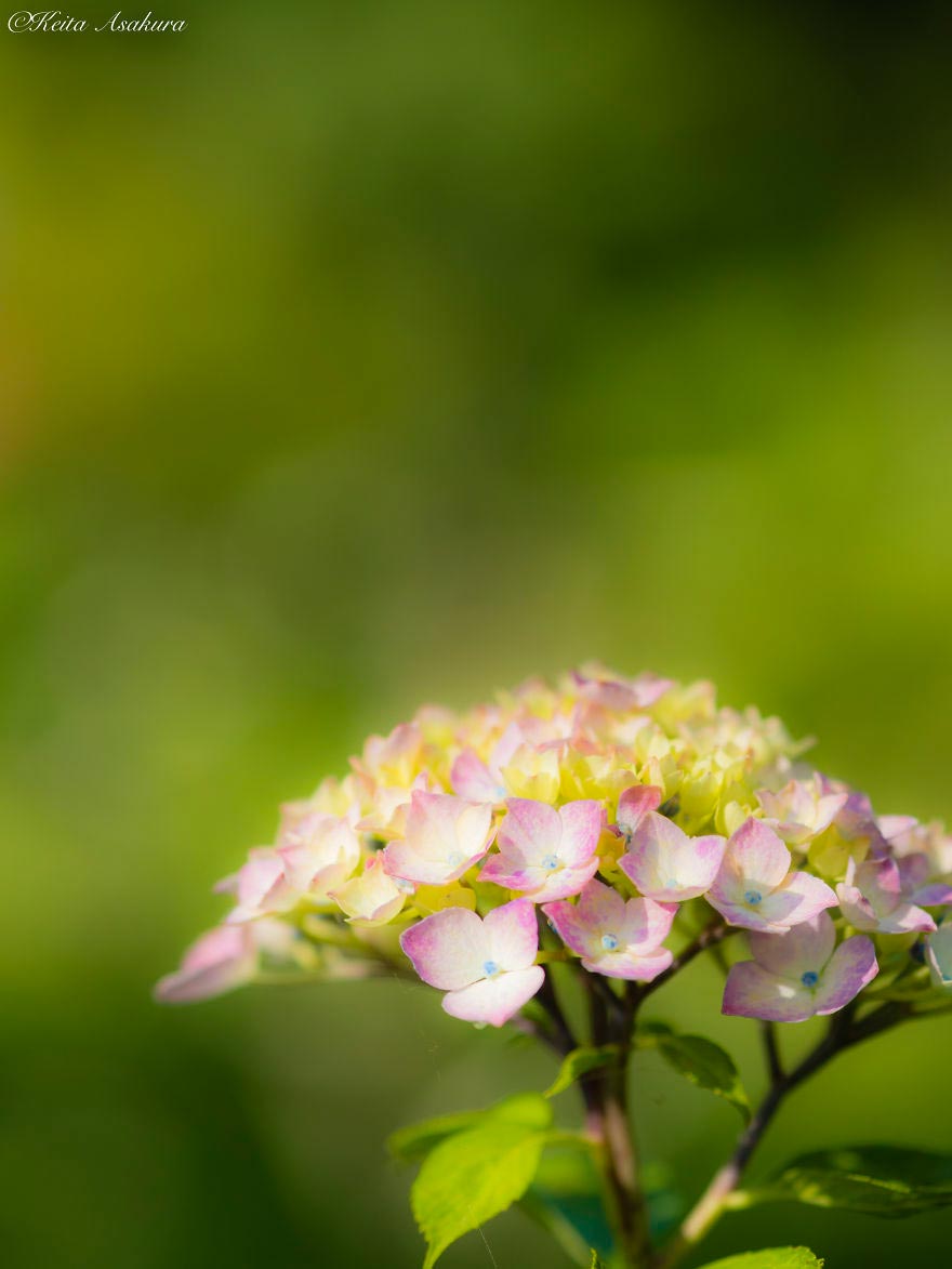 Keita Asakura Фотографии мирного мира цветов