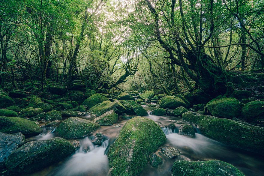 древний кедровый лес в Японии