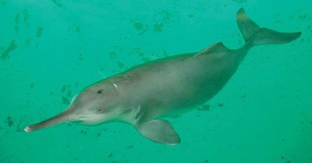 виды животных вымерли Китайский речной дельфин