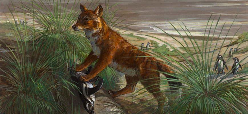 виды животных вымерли Фолклендская лисица
