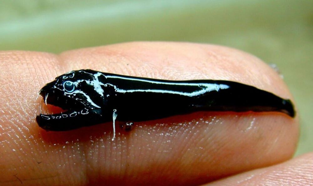причудливые виды живых существ Blackfish безымянная чёрная рыба