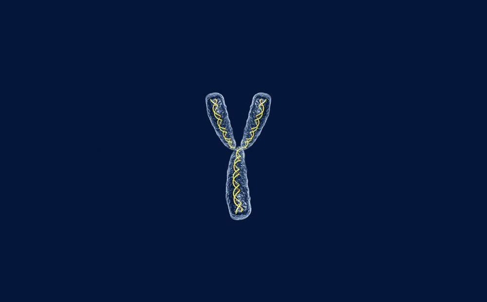 CRISPR помог создать новый вид с одной гигантской хромосомой