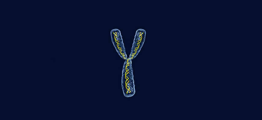 CRISPR помог создать новый вид с одной гигантской хромосомой