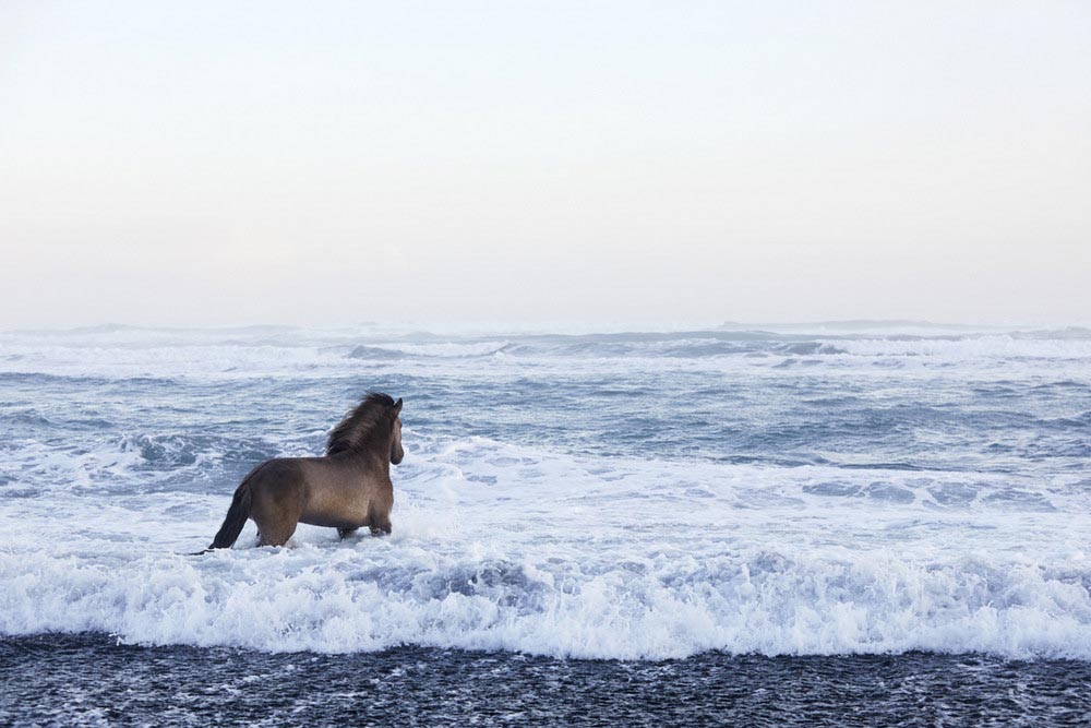 Дрю Доггетт Drew Doggett Лошади среди эпических исландских пейзажей
