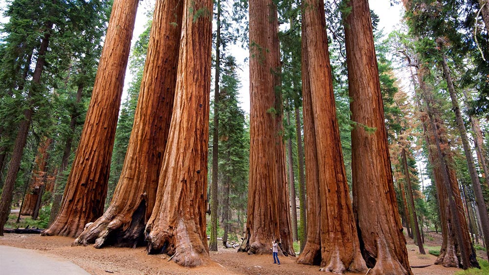 странные удивительные места Национальный парк Секвойя Sequoia Калифорния США