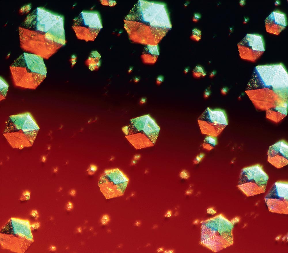 органы под микроскопом кристаллы инсулина