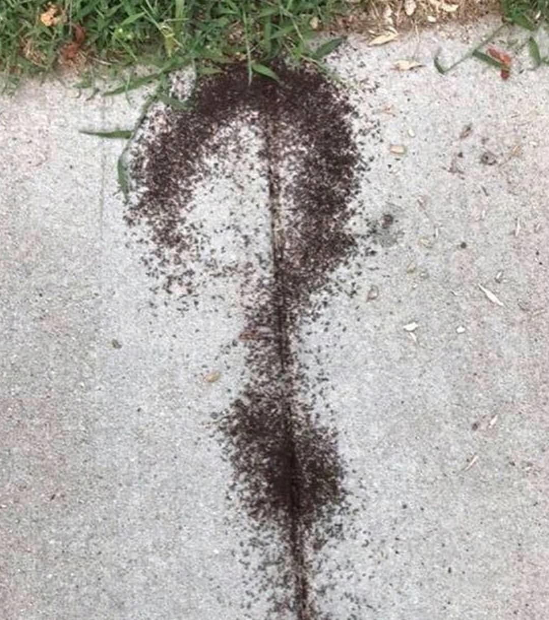 Редкие природные явления муравьи