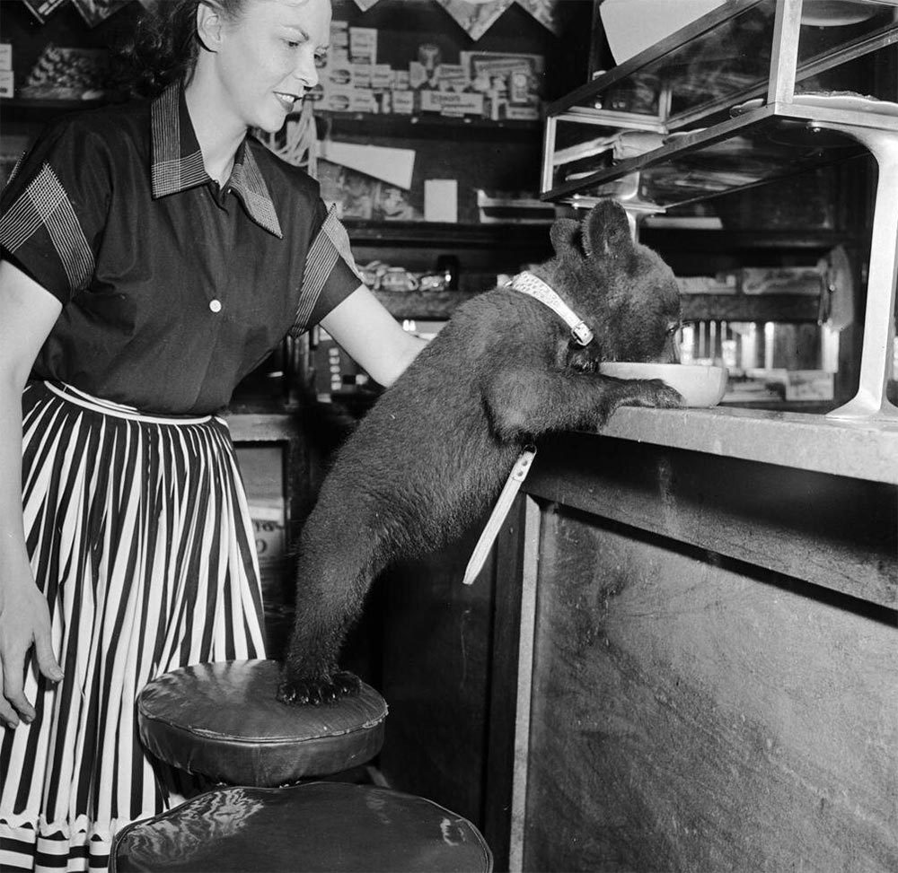 Интересные моменты и архивные фото из прошлого Медвежонок выпивает чашу мёда в кафе
