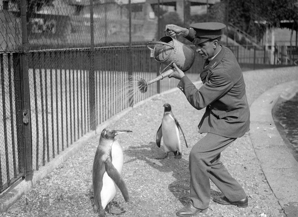 Интересные моменты и архивные фото из прошлого Работник зоопарка устроил душ из лейки для пингвинов