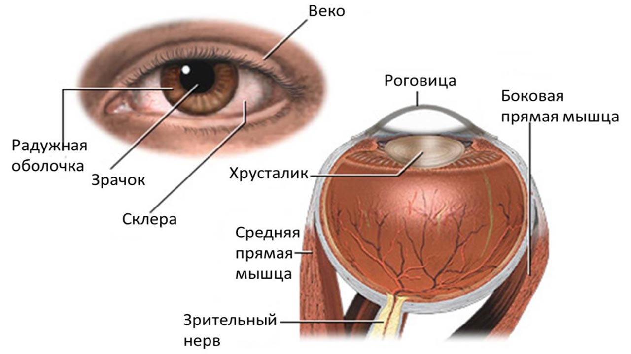 ночные линзы для лечения глаз